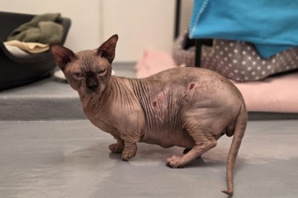 Forty designer cats rescued from filthy Hampshire home after cruel breeding left many with deformities. RSPCA urges breeders to prioritize welfare over appearance.