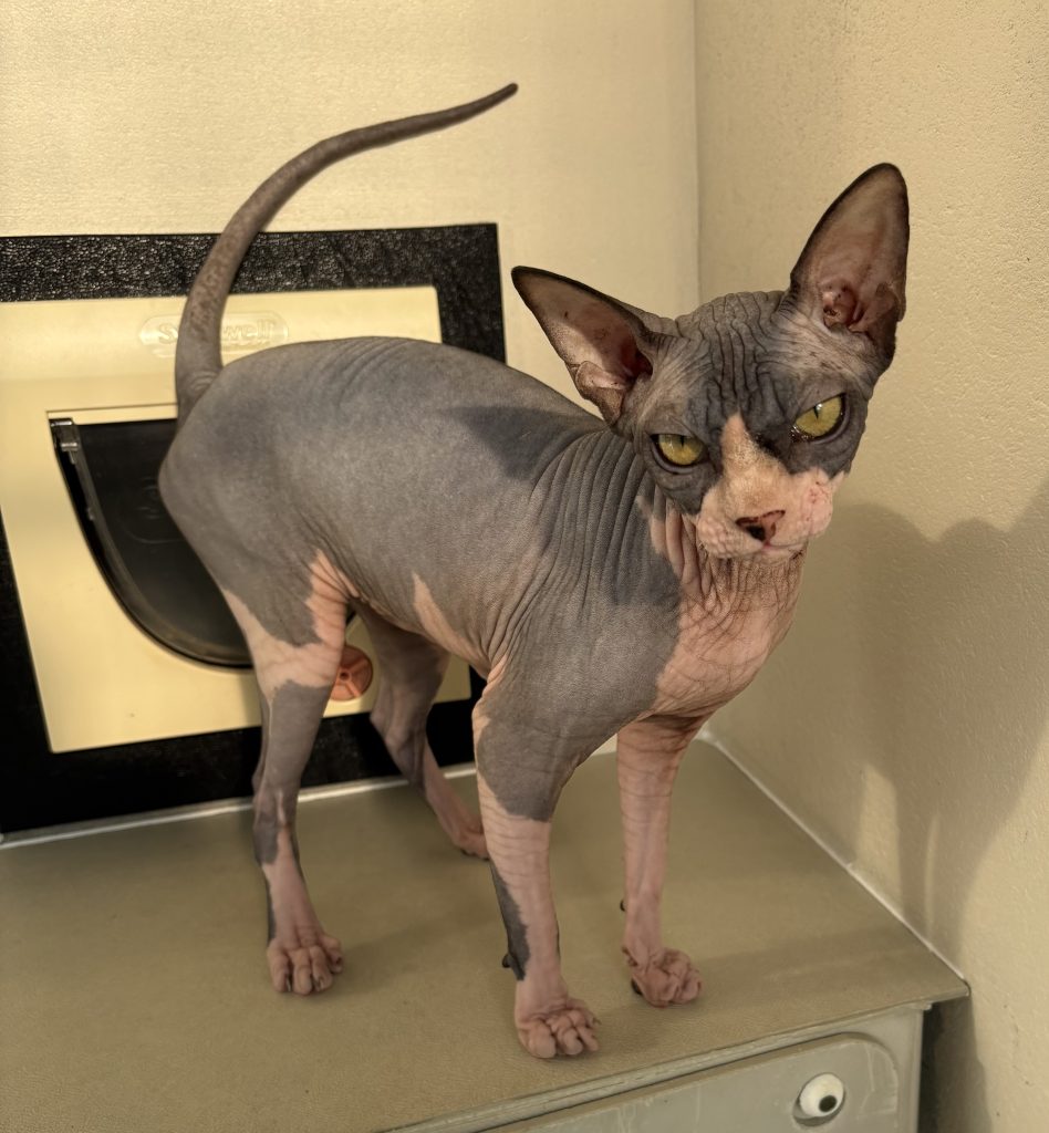 Forty designer cats rescued from filthy Hampshire home after cruel breeding left many with deformities. RSPCA urges breeders to prioritize welfare over appearance.