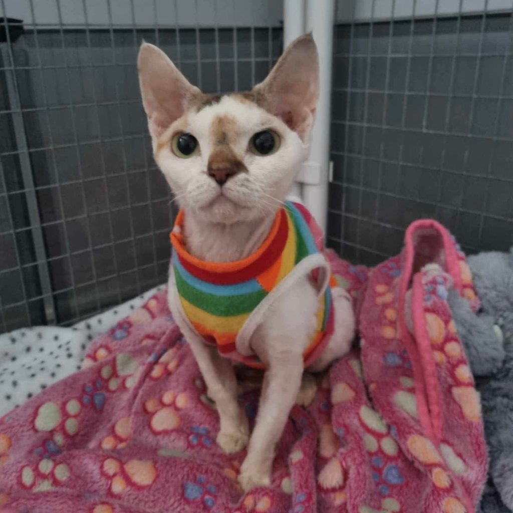 Forty designer cats rescued from filthy Hampshire home after cruel breeding left many with deformities. RSPCA urges breeders to prioritize welfare over appearance.