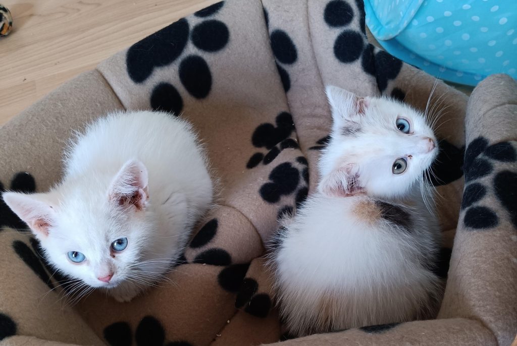 Forty designer cats rescued from filthy Hampshire home after cruel breeding left many with deformities. RSPCA urges breeders to prioritize welfare over appearance.