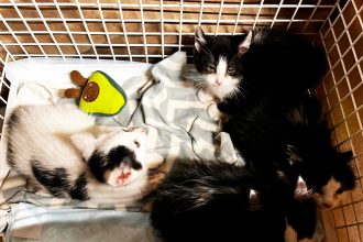 Four starving kittens rescued from beneath a 26 foot wood pile at a Somerset landfill after kippers lured them out with all four now thriving thanks to specialist care and dedicated charity workers.