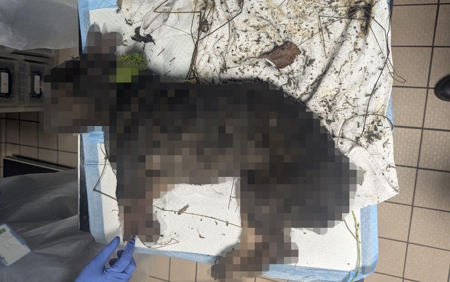 A French Bulldog was found dead and dumped in a box near a canal in Dukinfield - the RSPCA is appealing for information after the underweight dog was discovered.