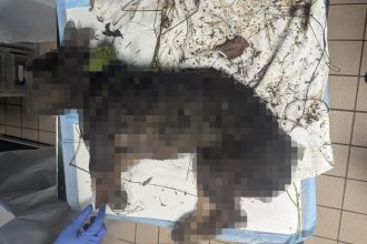 A French Bulldog was found dead and dumped in a box near a canal in Dukinfield - the RSPCA is appealing for information after the underweight dog was discovered.