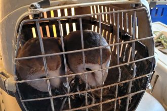 Vets were left in tears after discovering 19 neglected birds crammed in filthy carriers at a Greenock home as the owner was banned from keeping animals for five years.