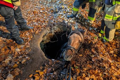 Fee swallowed by the ground in Germany’s Aachen Forest, during a routine ride with her owner being rescued