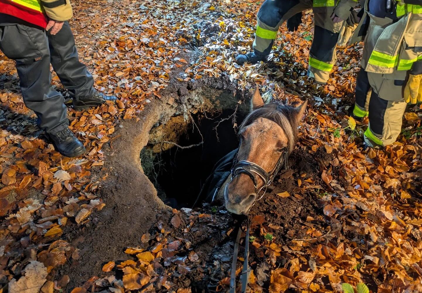 Fee swallowed by the ground in Germany’s Aachen Forest, during a routine ride with her owner being rescued
