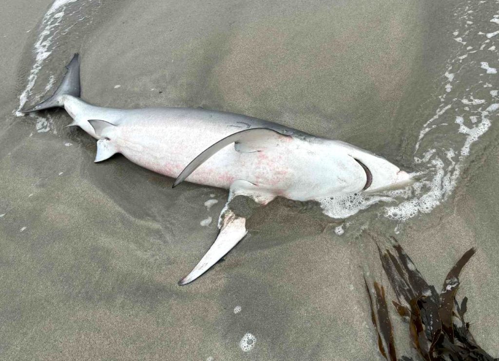 Twelve-foot basking shark washes up on Portgordon beach in Scotland, the third in weeks after blue and porbeagle sharks. Experts investigate mystery deaths along coast.