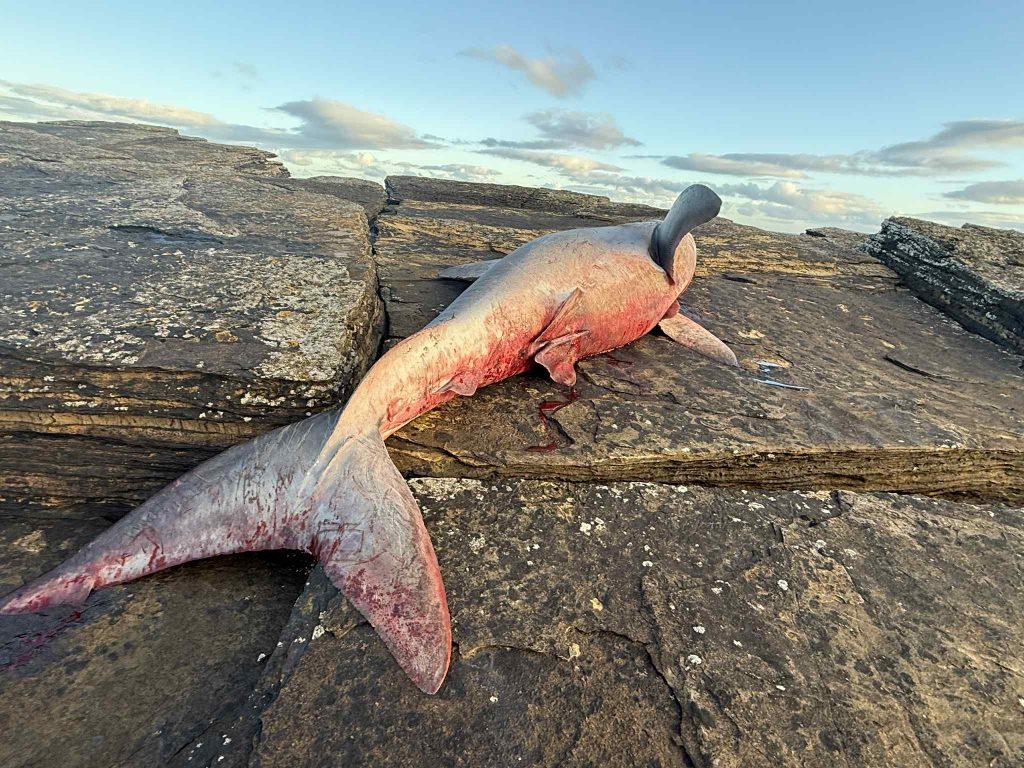 Twelve-foot basking shark washes up on Portgordon beach in Scotland, the third in weeks after blue and porbeagle sharks. Experts investigate mystery deaths along coast.