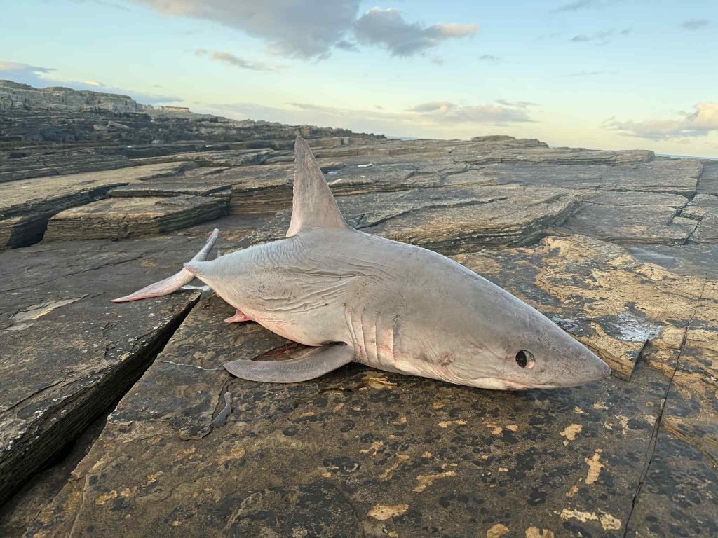Twelve-foot basking shark washes up on Portgordon beach in Scotland, the third in weeks after blue and porbeagle sharks. Experts investigate mystery deaths along coast.