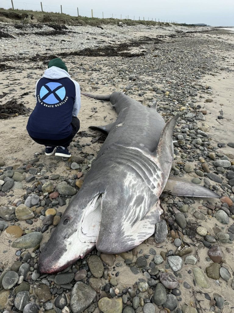 Twelve-foot basking shark washes up on Portgordon beach in Scotland, the third in weeks after blue and porbeagle sharks. Experts investigate mystery deaths along coast.