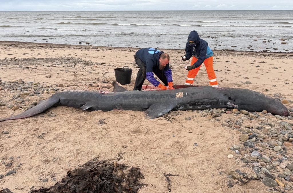Twelve-foot basking shark washes up on Portgordon beach in Scotland, the third in weeks after blue and porbeagle sharks. Experts investigate mystery deaths along coast.