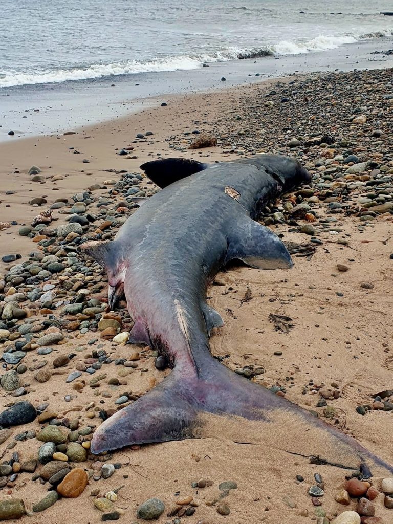 Twelve-foot basking shark washes up on Portgordon beach in Scotland, the third in weeks after blue and porbeagle sharks. Experts investigate mystery deaths along coast.