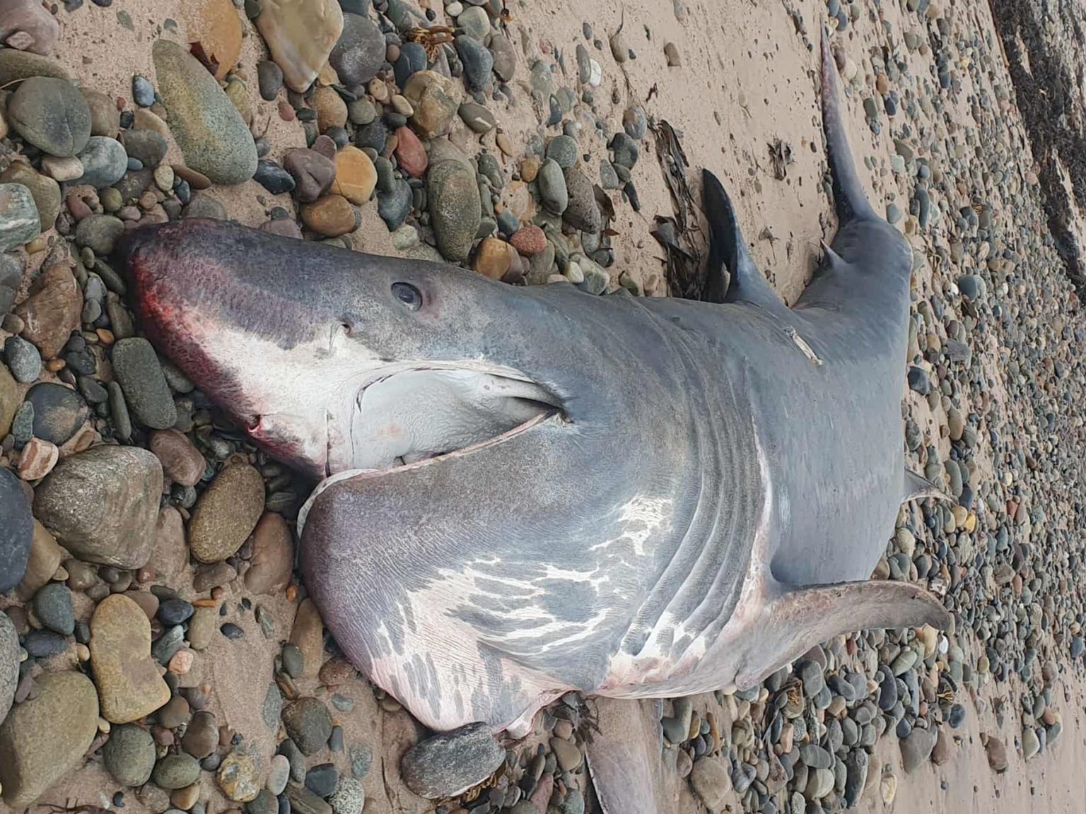 Twelve-foot basking shark washes up on Portgordon beach in Scotland, the third in weeks after blue and porbeagle sharks. Experts investigate mystery deaths along coast.