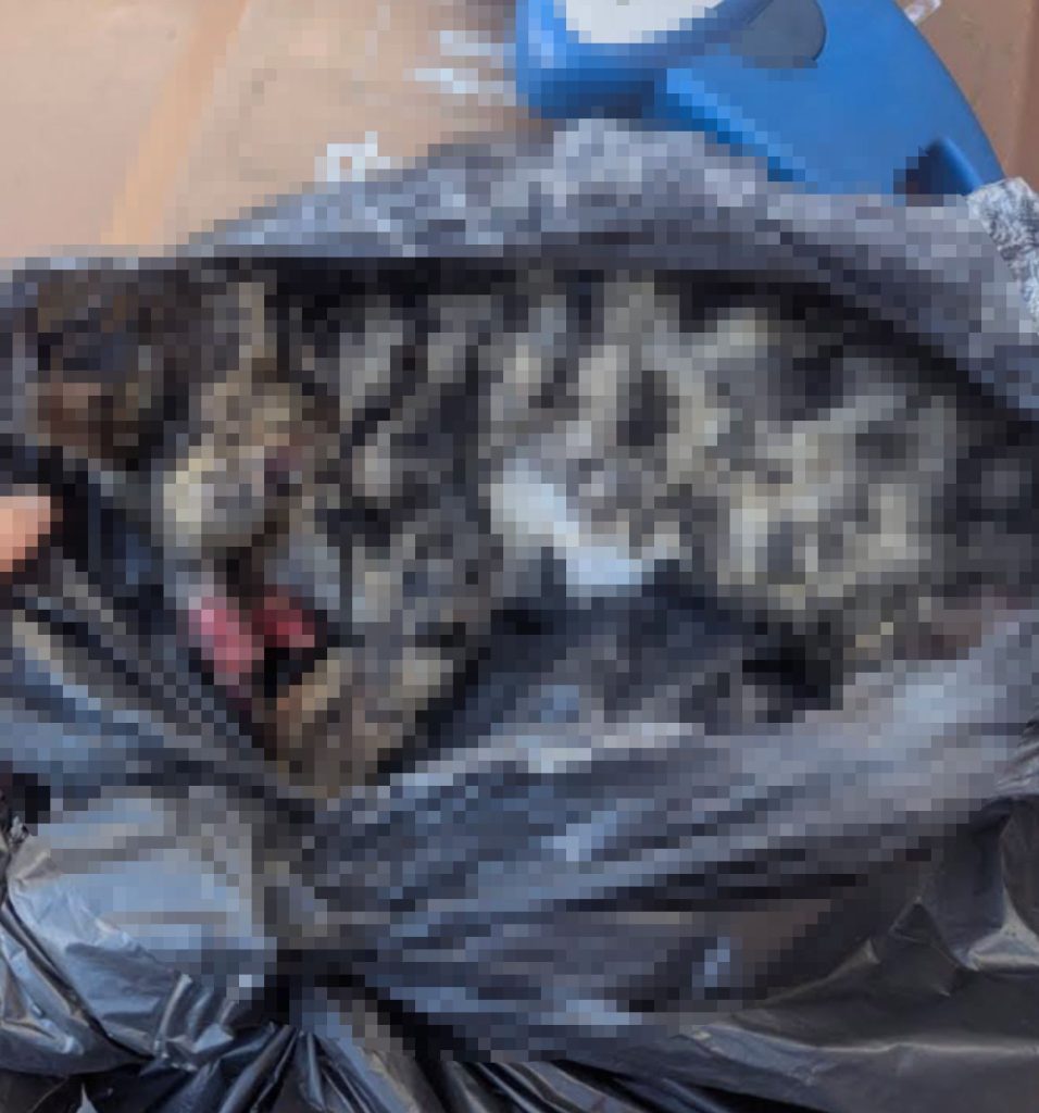 A kitten thrown from a moving car in south east London was found dead moments later prompting RSPCA outrage as they urge responsible options for unwanted pets instead of cruelty.