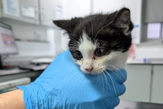 Two 10-week-old kittens dumped in a taped-up carrier in the rain are rescued by a shopkeeper in Birmingham, as the RSPCA launches an appeal to find the person responsible.