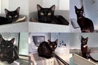 the nine rescued cats at Vets4Pets abandoned on the side of the road