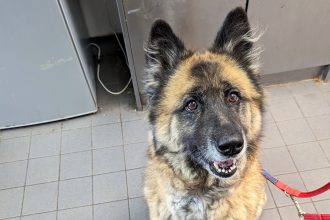 Marmaduke after recovery.