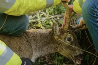 Rescuers save distressed fallow deer trapped in electric fencing