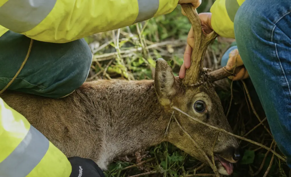 Rescuers save distressed fallow deer trapped in electric fencing