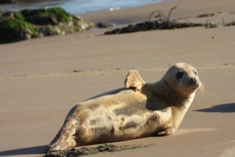A rescued seal named Carrom tragically died after becoming tangled in discarded fishing nets months after release, sparking renewed RSPCA calls to tackle marine litter.