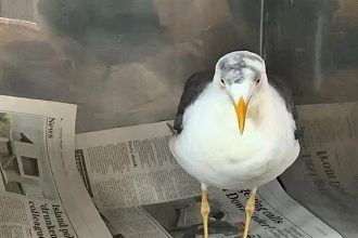Seagull Belinda with swastika dubbed on head at Skippers Sanctuary (June 2025).