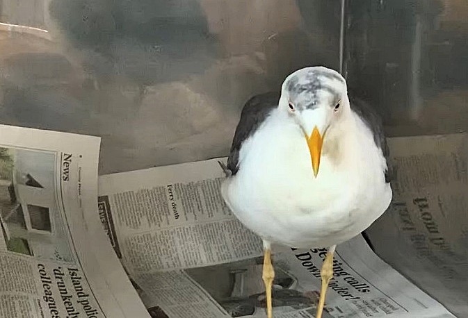 Seagull Belinda with swastika dubbed on head at Skippers Sanctuary (June 2025).