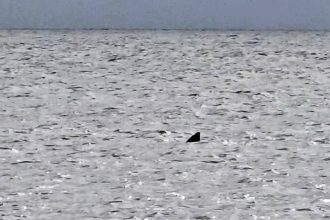 Mysterious fin spotted off Porthcawl sparks fears of a Great White as locals debate whether the slow moving beast was a basking shark or a rare predator never confirmed in UK waters.
