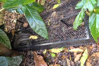 A Melbourne snake catcher warned against using illegal metal traps after rescuing a brown snake tangled in one meant for possums, urging people to call experts instead.