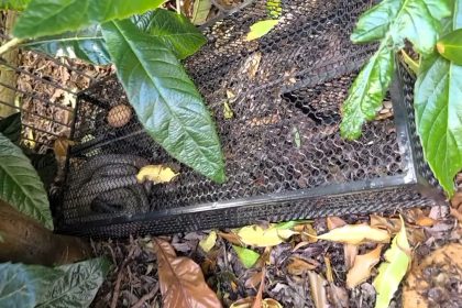 A Melbourne snake catcher warned against using illegal metal traps after rescuing a brown snake tangled in one meant for possums, urging people to call experts instead.