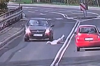 Falling bird lands on busy road and is hit by car