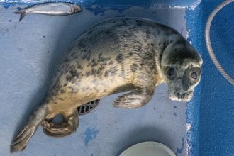 The Cornish Seal Sanctuary is fundraising £1,500 for surgery to remove rescued pup Abeona’s damaged eye, giving the brave young seal a pain-free future and chance to return to the wild.