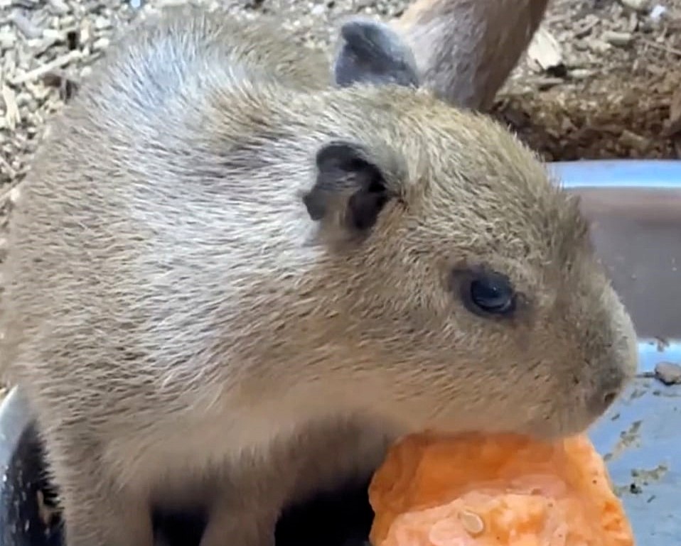 A Texas zoo welcomed three baby capybaras but sadly lost one just days later - staff say the remaining two pups are healthy and thriving alongside their mother.