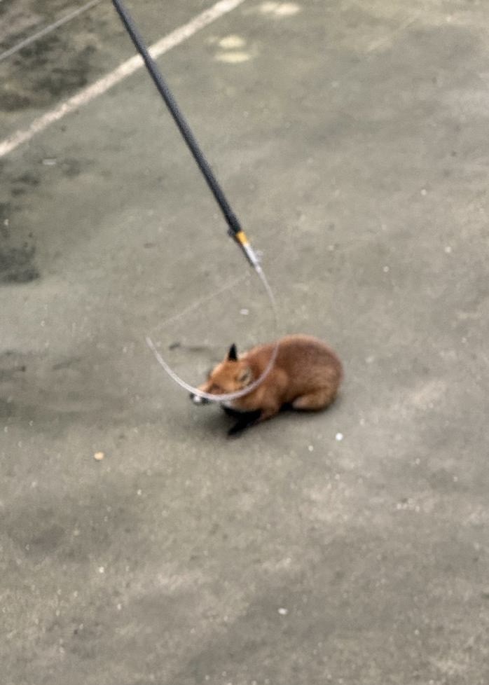 A fox trapped in a 25ft deep storm tank was rescued by firefighters and animal experts using a long grabber, suffering only worn claws from attempting to escape overnight before being released.