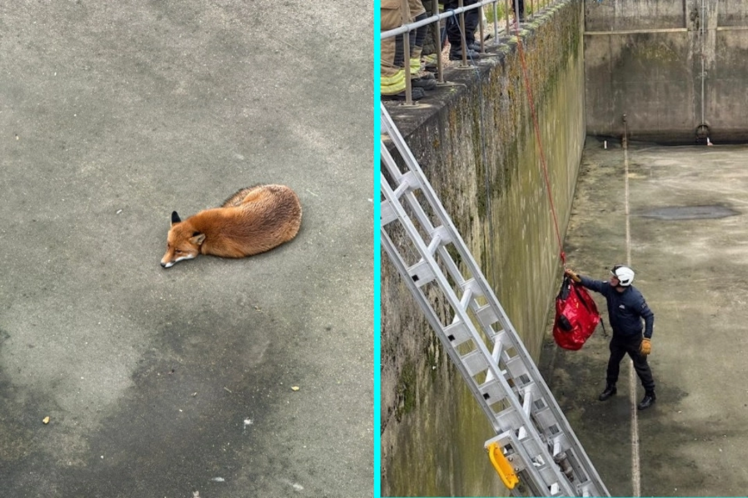 A fox trapped in a 25ft deep storm tank was rescued by firefighters and animal experts using a long grabber, suffering only worn claws from attempting to escape overnight before being released.
