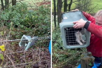Rescue staff condemn cruel owners after mum cat and three kittens are abandoned down a steep bank behind barbed wire and saved only by chance.