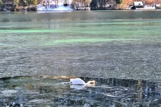 Firefighters rescue stranded swan from frozen Austrian lake after ice trapped it overnight breaking a safe path to shore where vets confirmed it was unharmed before release.