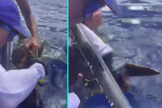 British rowers rescued a turtle tangled in fishing nets 895 miles into their Atlantic crossing, stopping mid-ocean to cut it free during the world's toughest row challenge.