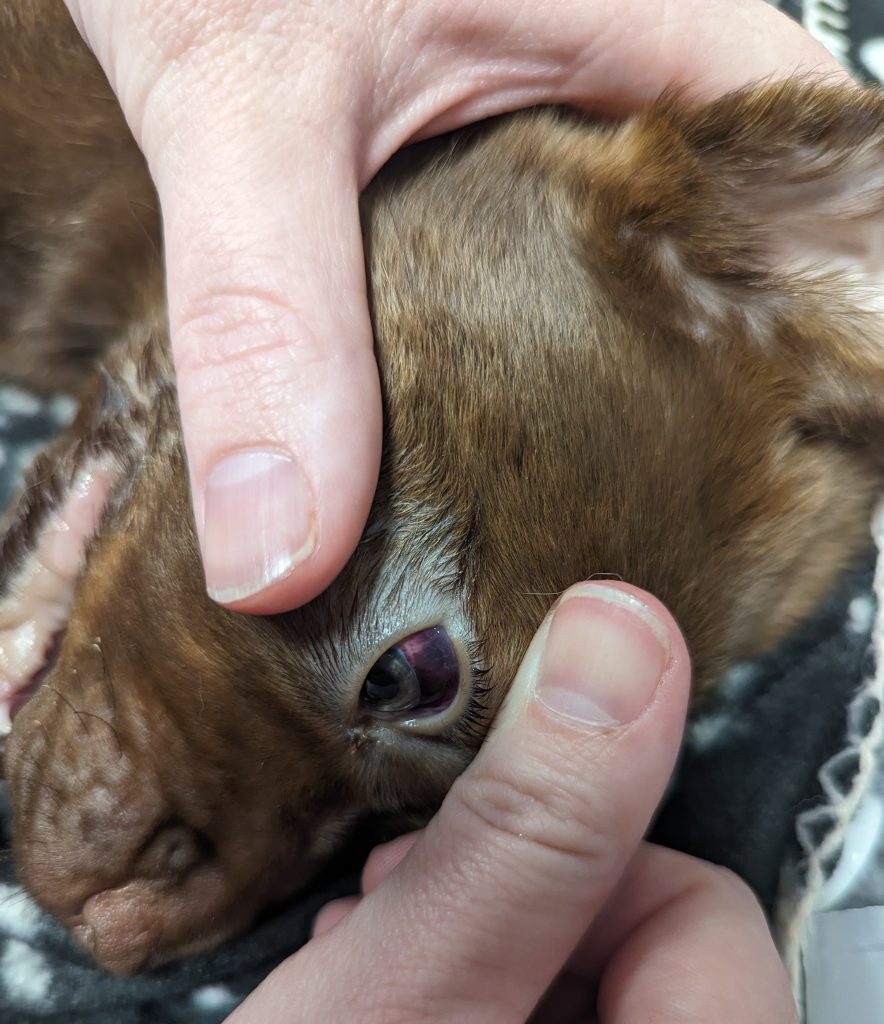 A man who cut off his puppy's toes and caused fatal brain damage has been banned from keeping animals for life after the Staffordshire bull terrier had to be put down.