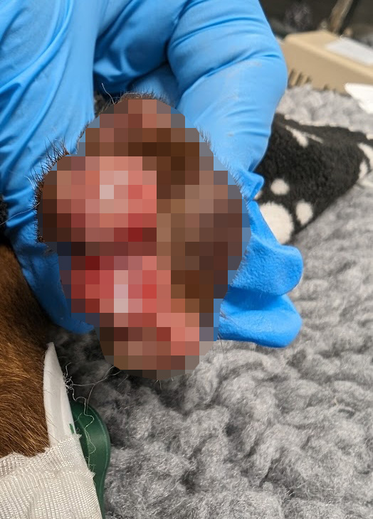 A man who cut off his puppy's toes and caused fatal brain damage has been banned from keeping animals for life after the Staffordshire bull terrier had to be put down.