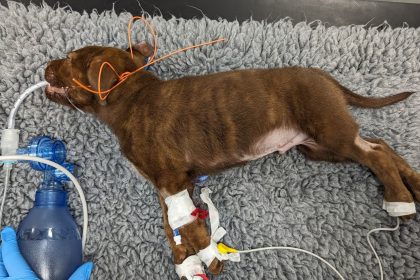 A man who cut off his puppy's toes and caused fatal brain damage has been banned from keeping animals for life after the Staffordshire bull terrier had to be put down.