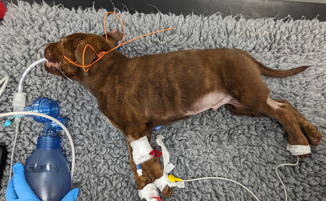 A man who cut off his puppy's toes and caused fatal brain damage has been banned from keeping animals for life after the Staffordshire bull terrier had to be put down.