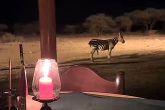Romantic safari dinner hilariously interrupted by randy zebra as shocked guests watch wildlife get too close for comfort in viral Kenya moment that stunned millions online.