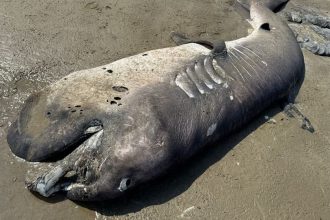 Rare megamouth shark washes up dead in Peru for second time in a month raising concern among marine experts over mysterious deep sea species strandings this year now all.