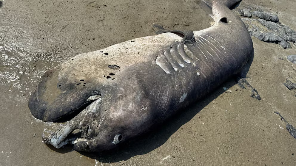 Rare megamouth shark washes up dead in Peru for second time in a month raising concern among marine experts over mysterious deep sea species strandings this year now all.