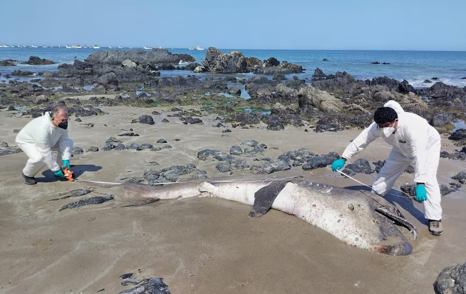 Rare megamouth shark washes up dead in Peru for second time in a month raising concern among marine experts over mysterious deep sea species strandings this year now all.