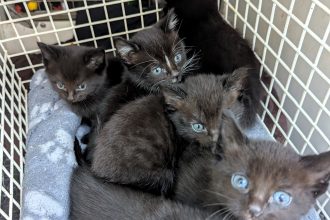 Six kittens were found abandoned in a Felix cat food box in a Hull alleyway on Christmas Day, one of 241 RSPCA calls that day as animal welfare concerns surge across Britain.