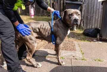 Starving Cane Corso found in a drug den makes an incredible recovery after rescue, showing power of kindness as Bella gains weight, love and a second chance at full life.