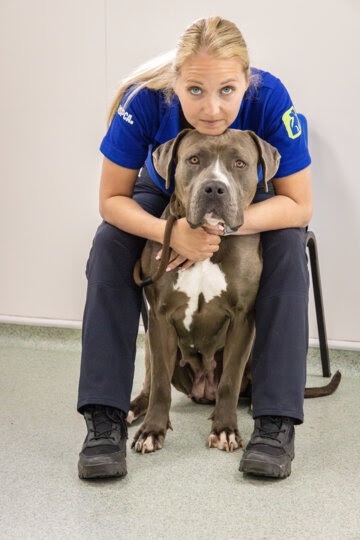 Starving Cane Corso found in a drug den makes an incredible recovery after rescue, showing power of kindness as Bella gains weight, love and a second chance at full life.
