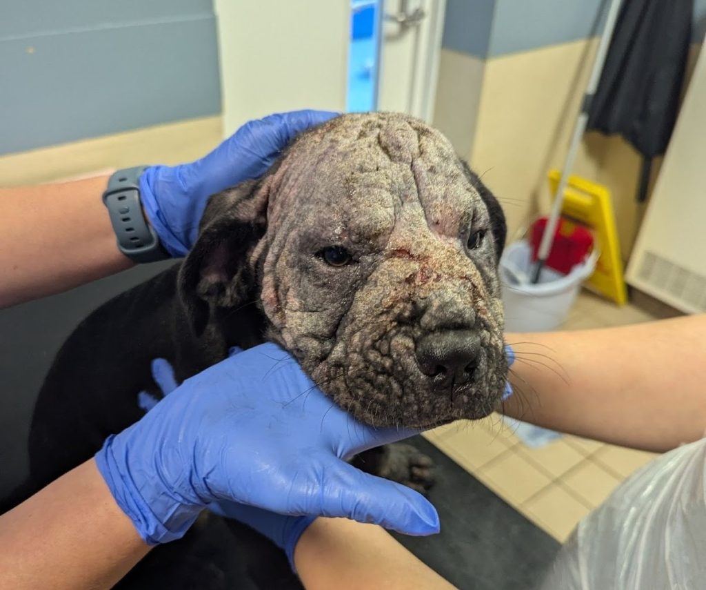 Abandoned bald puppy found suffering severe skin disease makes remarkable recovery after rescue and adoption as Cane Corso Perla finds loving home just in time for Christmas.