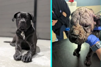 Abandoned bald puppy found suffering severe skin disease makes remarkable recovery after rescue and adoption as Cane Corso Perla finds loving home just in time for Christmas.